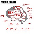 male_brain