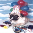 party dog
